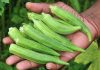 Okra - cea mai eficienta leguma