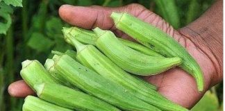 Okra - cea mai eficienta leguma
