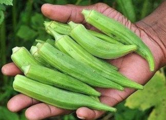 Okra - cea mai eficienta leguma