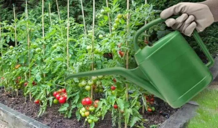 Secretele unei recolte abundente de roșii zemoase pentru grădina ta