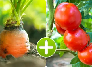 Descoperă secretul unei grădini sănătoase și productive prin alegerea potrivită a partenerilor de plante! Iată ghidul complet pentru a ști ce legume se potriveșc perfect împreună și care trebuie să fie separate în grădină