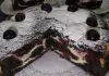 Descoperă gustul senzațional al acestei prăjituri brownie cu brânză dulce și vișine