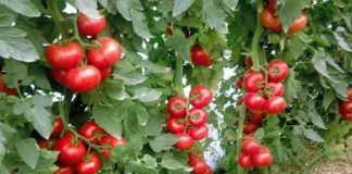 Descoperă 6 ingrediente casnice pentru a-ți hrăni și proteja roșiile de boli!"