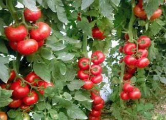 Descoperă 6 ingrediente casnice pentru a-ți hrăni și proteja roșiile de boli!"