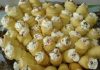 Rulouri cu Cremă de Vanilie și Frișcă – Rețetă Delicioasă Pas cu Pas